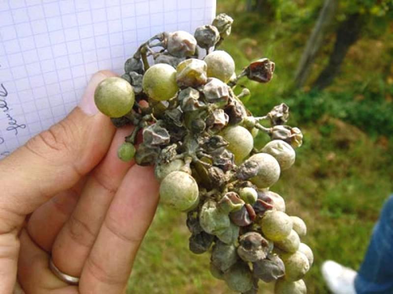 Мучнистая роса на винограде: лечение фунгицидами и народными средствами