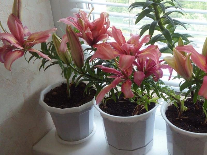 Is it possible to plant a lily at home?