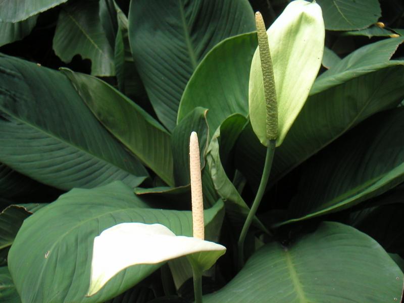 Spathiphyllum domača nega, presaditev in razmnoževanje