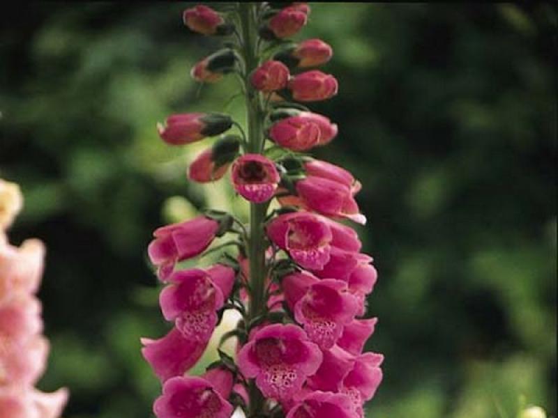 Foxglove: photo, planting and care in open ground