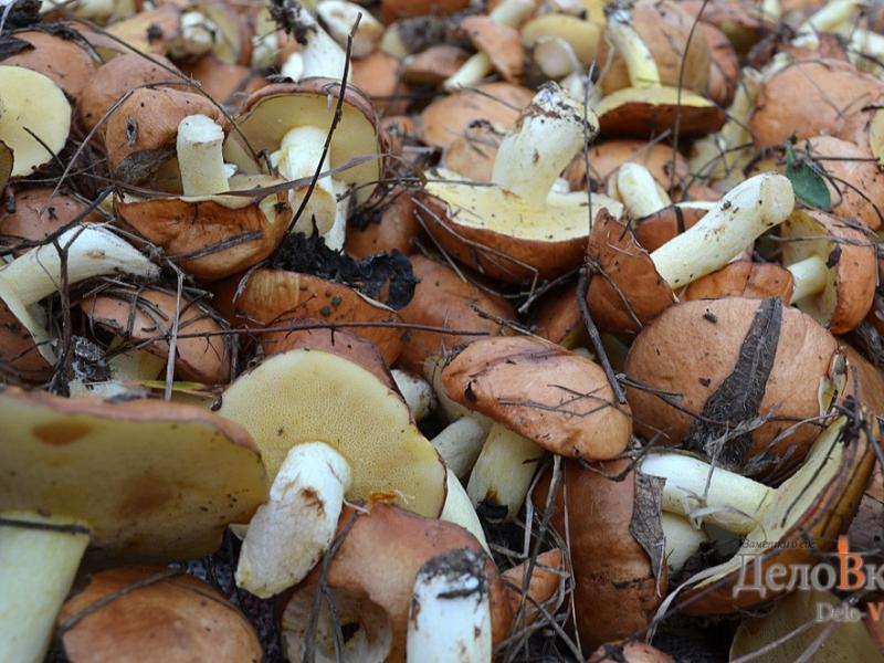 Cât timp poți păstra ciupercile murate într-un borcan Cât timp poți păstra ciupercile de coji în apă?
