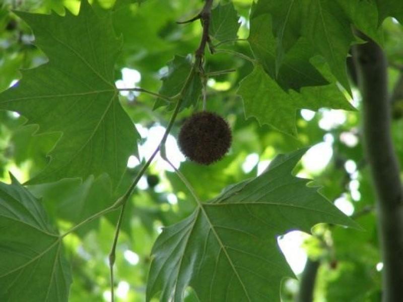 Sycamore - un copac longeviv: plantarea, îngrijirea și cultivarea platanilor