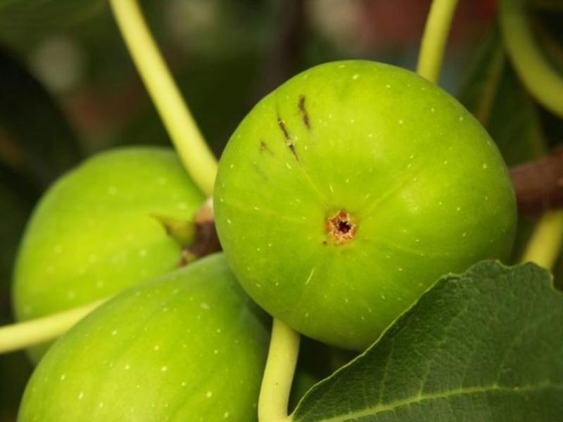 Fige - gojenje in skrb za zasebni vrt Kako pravilno posaditi fige na odprtem terenu