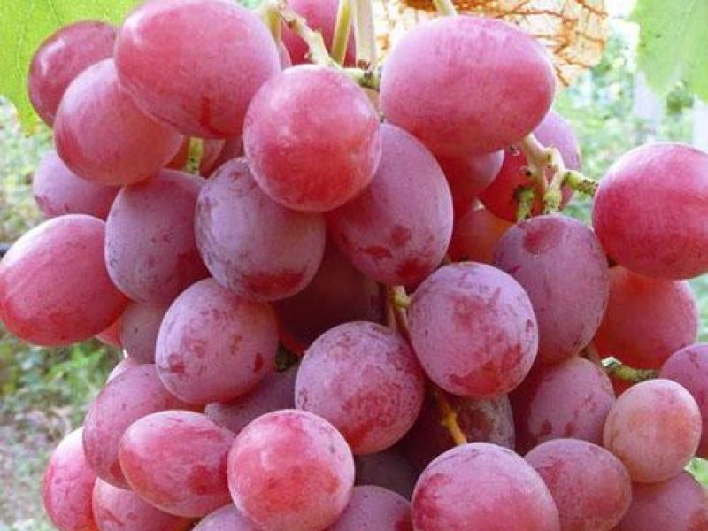 Fotografije in opisi sort grozdja za sajenje v poletni koči