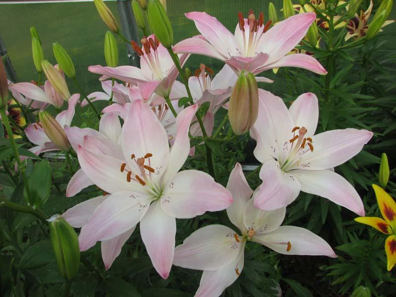 The best lilies for our gardens