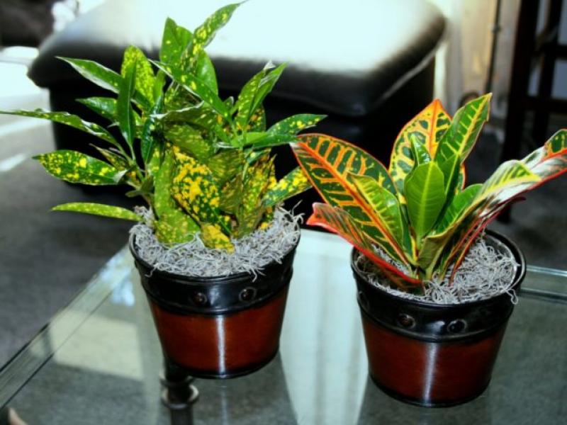 Croton: care at home - watering, air humidity, reproduction, feeding options
