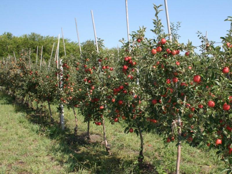 Selectarea răsaduri de pomi fructiferi