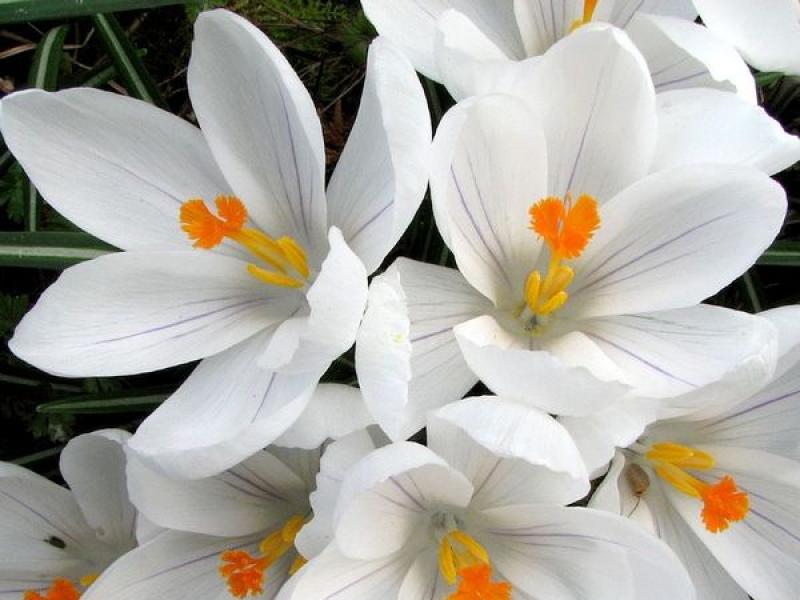 Proper planting and care of crocuses at home
