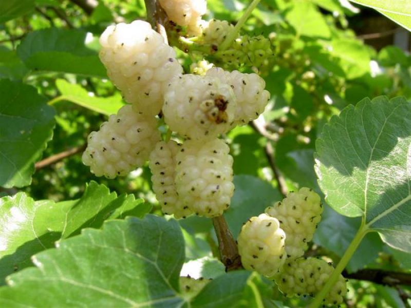White mulberry: planting, care and description of the best varieties (photo)