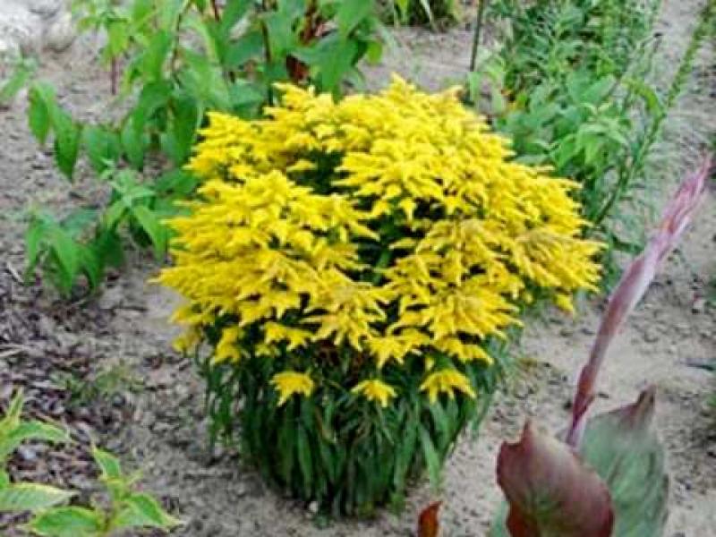 Goldenrod - planting and care
