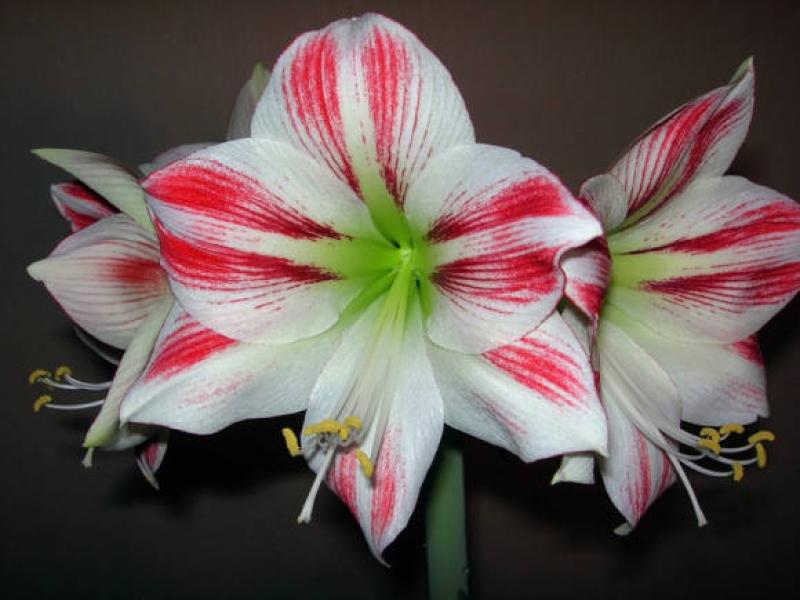 Amaryllis photo, home care, reproduction, flowering Amaryllis flowers care after flowering