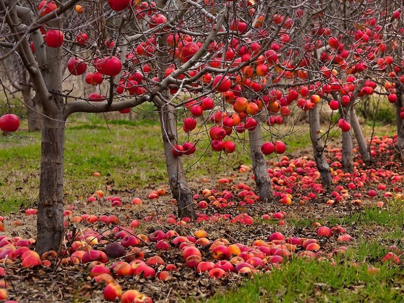 Orchard: compatibility of trees and shrubs, planting schemes