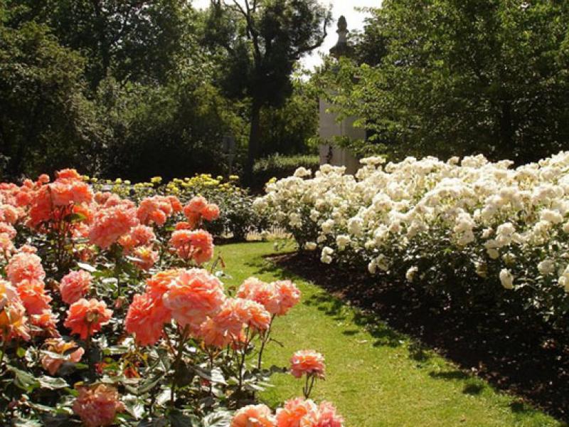 Sajenje hibridnih čajnih vrtnic in skrb zanje na odprtem terenu