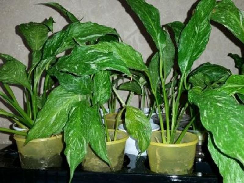 Spathiphyllum has faded, what to do, how to prune spathiphyllum inflorescences