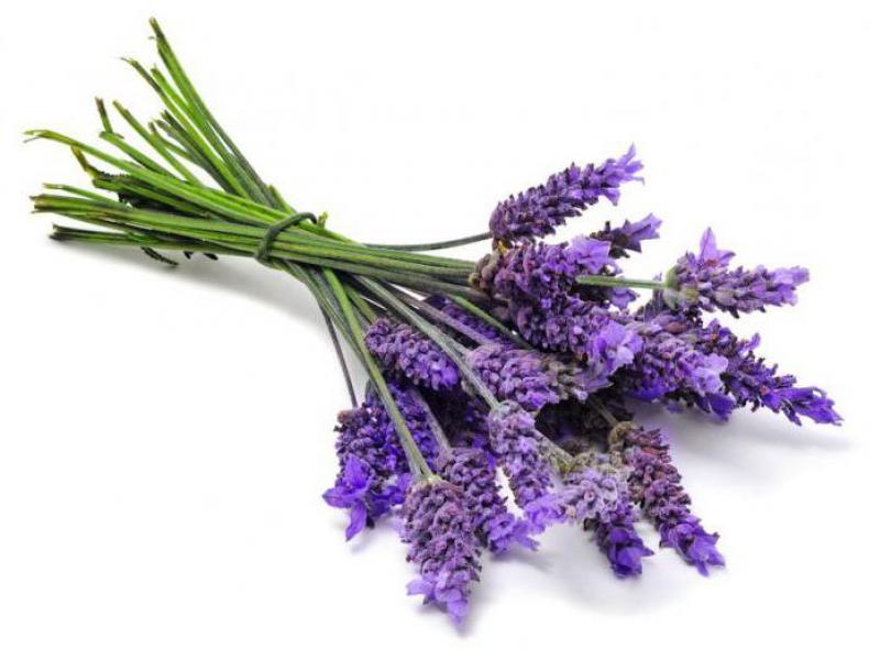 Lavender: planting and care in the Moscow region