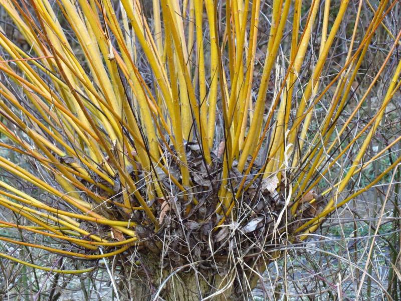 How to plant and grow willow