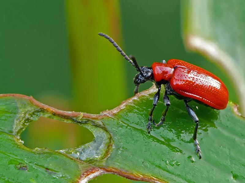What is the best way to spray lilies against red beetles?