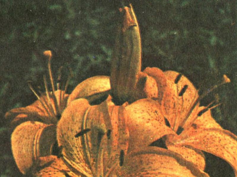 The history of the discovery and introduction of lilies into culture