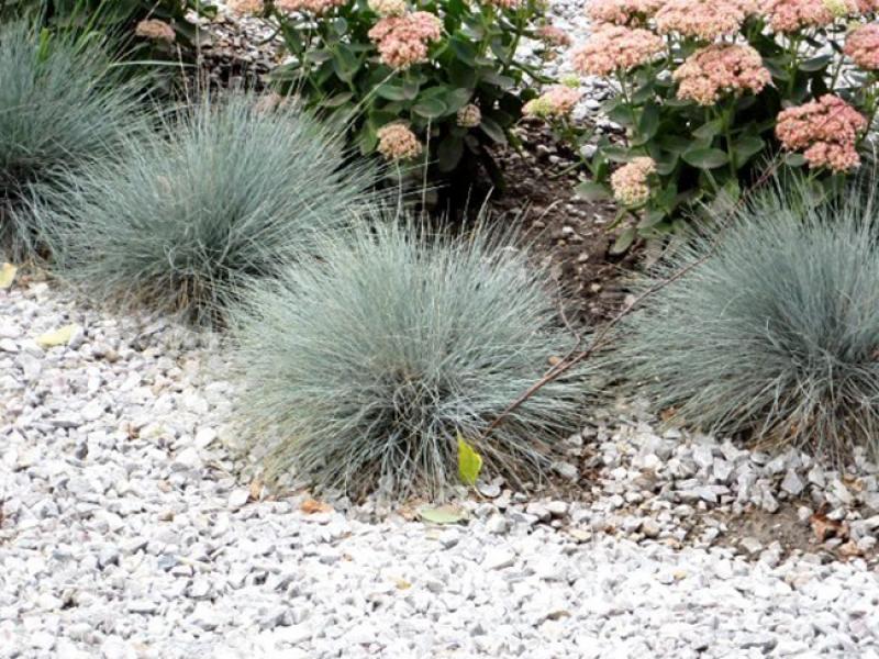 Ornamental grasses and grains for the garden (60+ photos with names): useful tips for gardeners and landscape designers