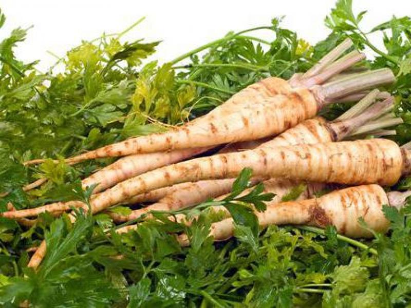 Medicinal uses of parsley root