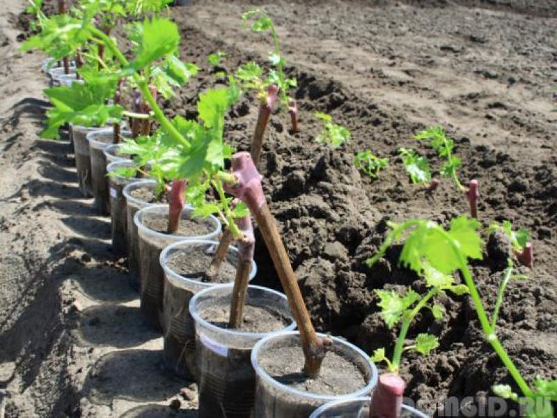 Planting grapes, how to plant grapes in spring, useful tips